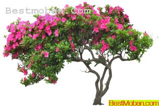 ʻͼƬ02